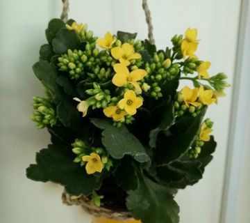 Đâu chỉ có mình em -cover