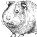 googloid-wenomechainsama-cover-image