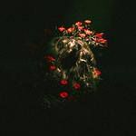 Dracula-cover