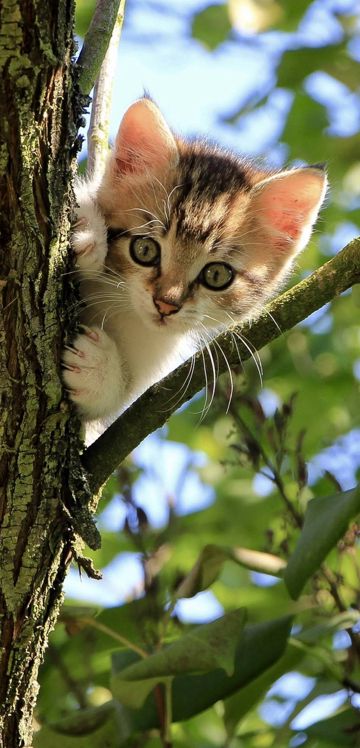 coveImg