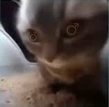 coveImg