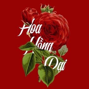 Hoa Hồng Dại-cover