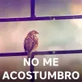 No Me Acostumbro
