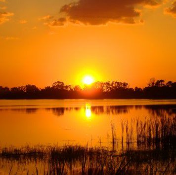 Chuyện Tình Hoa Mai