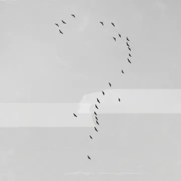 Sầu Riêng-cover