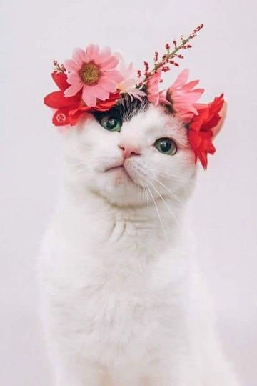 coveImg