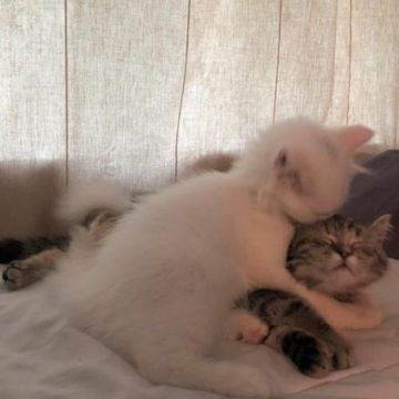coveImg