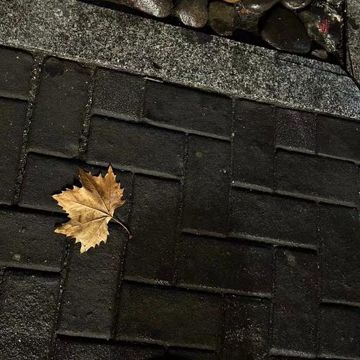 秋天里的梧桐叶-cover