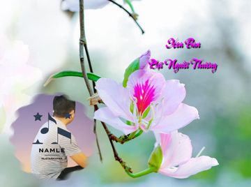 Hoa Ban Đợi Người Thương - Nam Lê