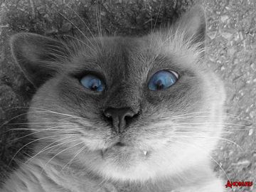 coveImg