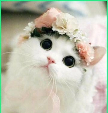 REMAJA MASJID nida ria