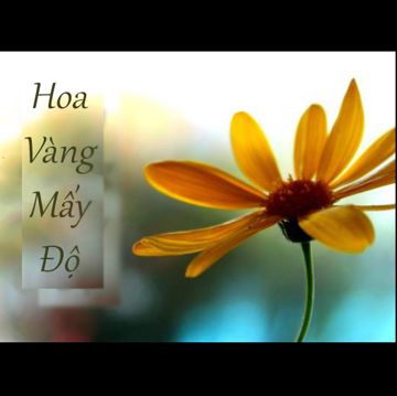 Hoa Vàng Mấy Độ (Acoustic)