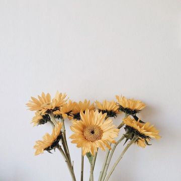 coveImg
