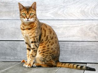 coveImg