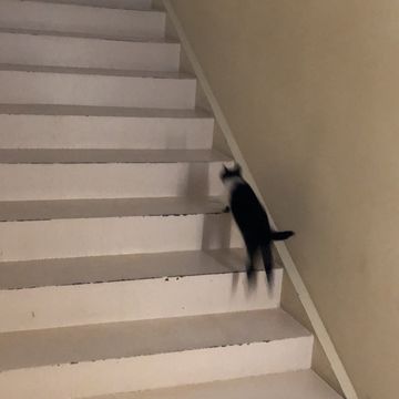 묘 (Cat)-cover