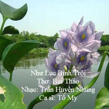  Như Lục Bình Trôi-cover