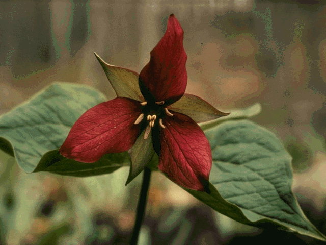 سورة الزمر القارئ يونس
