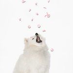 coveImg
