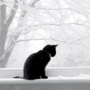 雪-cover