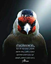 كاتبتلي كية و ميات الف كية