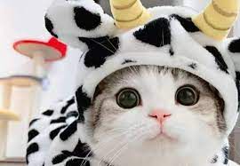 coveImg