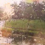 落花雨泪-cover