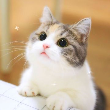coveImg