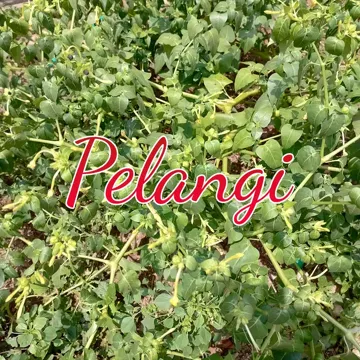 coveImg