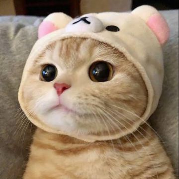 coveImg
