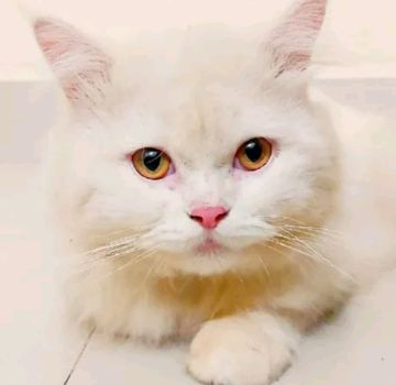 coveImg