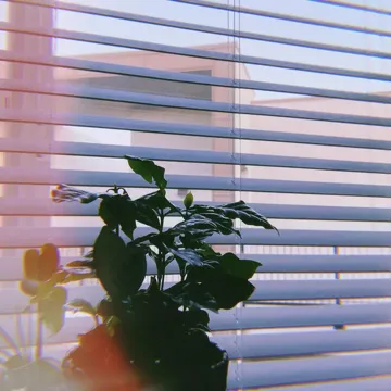 little plant-cover