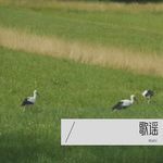 你听(Live)-cover