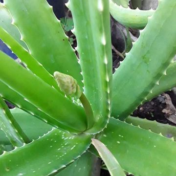 Hồ quảng Mê Linh Biệt  Khúc(sc) 🍀chủ phòng nhoi 🍀