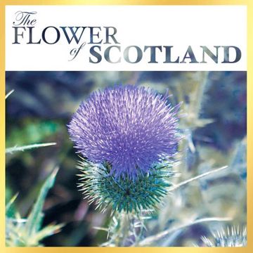 Flower of Scotland-cover