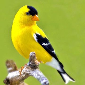 coveImg