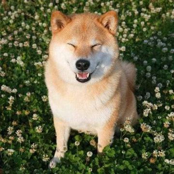 coveImg