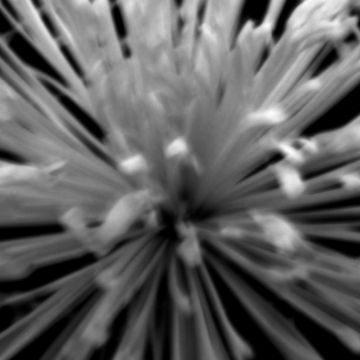 CLIONE-cover