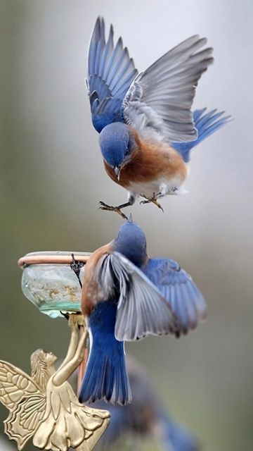 Vòng Nhẫn Cưới_Nhạc Sống