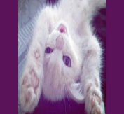 coveImg
