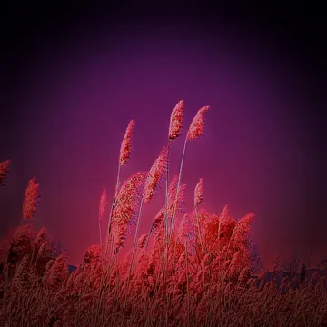 芦苇