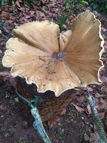 fah-love-yog-muaj-ib-hnub-cover-image