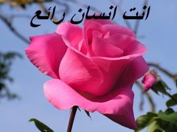 امال مصر