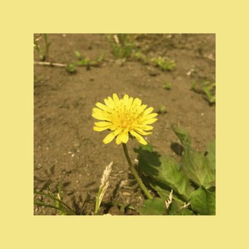 민들레 (single ver.)-cover