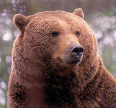 El Oso-cover