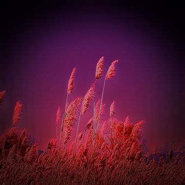 芦苇