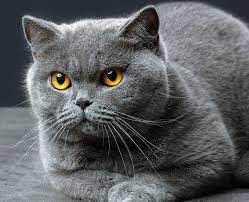 coveImg