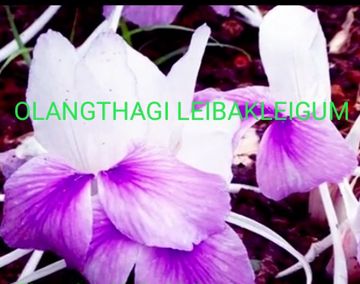 OLANGTHAGI LEIBAKLEIGUM by SARIKA 🌿-cover