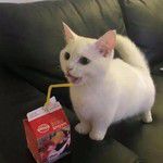 coveImg