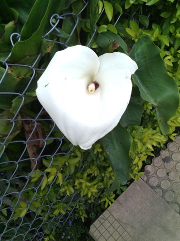 coveImg