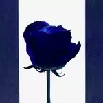 fairytale-cover